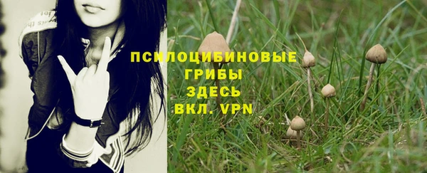 прущие грибы Алзамай